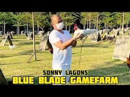 STRAIGHT COMB SWHITE - BLUE BLADE GAMEFARM