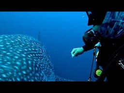 Whale Shark Almost Runs Over Incredulous Scuba Diver