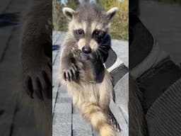 When will we see baby raccoons? They’re usually born after a gestation period of about 63-65 days!