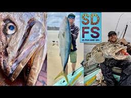 FISHING CALIFORNIA | Where & When 2024 | Yellowtail White Seabass Halibut Lingcod Lobster Crab SDFS