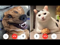 Funny Cat And Dog Videos 😅 - Cutest Animals Antics 😇