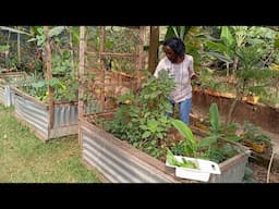 Harvesting Vegetables From Our Garden And Cooking A Delicious Meal.