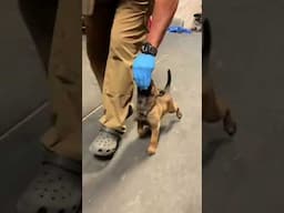 6 week old puppy amazing training #belgianmalinoisdog #puppy