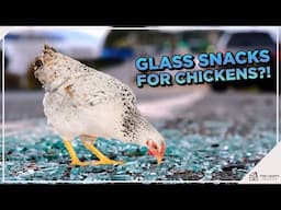 Can Chickens Eat Glass? Is It Safe?