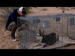 I Saved A Dog With A Hurt Leg Alone In The Desert | Brandon McMillan