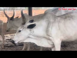 The Biggest Livestock Farm In South East Nigeria || Ohanaeze Farm and Resort Enugu