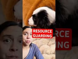 How to STOP resource guarding fast 🛑 #puppy #dogtraining #dogtips