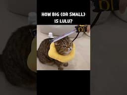 How Big (or Small) Is LuLu?