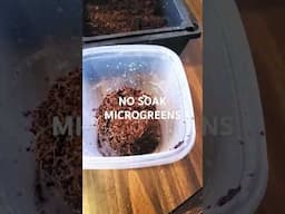 No Soak Microgreens #microgreens #wintergarden #survivalgardenseeds