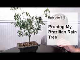 Episode 118, Pruning My Brazilian Rain Tree