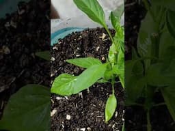 Hitik sa Bunga ang Sili sa plastic bottle #plants #sili #pepper