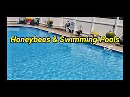 Honeybees & Swimming Pools