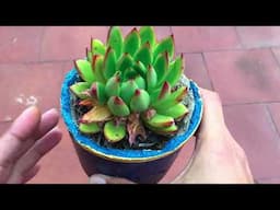 WHY DO LEAVES RANDOMLY DRY OUT ON SUCCULENTS ? SUCCULENT CARE TIPS