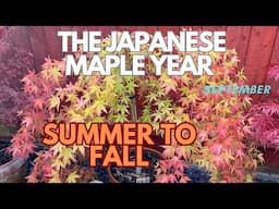 Japanese Maples: Summer to Fall