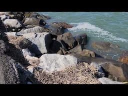 Mink on the Jetty at Huntington Beach