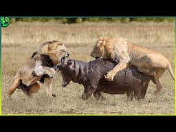 19 Insane Animal battles