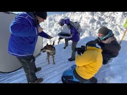 FACES OF IDITAROD - 2023. Aero the dog