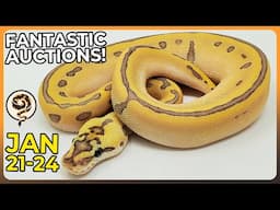 Fantastic Ball Python Auctions but it's Zero Degrees Outside! - JAN 21-24