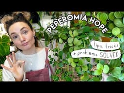 Peperomia Hope 101 🌱 Care Tips, Common Issues + PROPAGATION