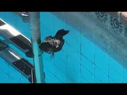 Saving A Bird From Drowning in My Pool in Mexico w Marcus King Soundtrack