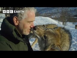 Accepted into a Wolf Pack | Snow Animals | BBC Earth Kids