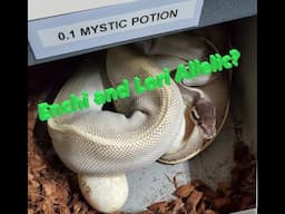 Enchi Banana Lori x Mystic Potion hatching! Is Enchi and Lori Allelic?