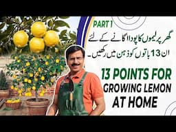 13 Points For Growing LEMON At Home, Part-01 | Gardening With Javed Iqbal