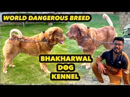 A Day With World Most Dangerous Dog Breed😳 | Bhakharwal Dog Breed😳| Punjabi Shok Kennel