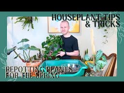 Repotting Plants For The Spring | Houseplant Tips & Tricks Ep. 31