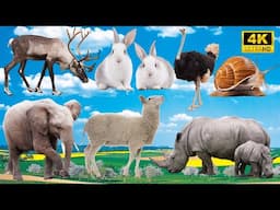 Amazing Farm Animals: Deer, Rabbit, Ostrich, Snail, Elephant, Sheep, Rhinoceros - Animal Sounds