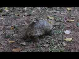 Tortoise funny kicks #tortoise #tiktok #youtube #funnyvideo