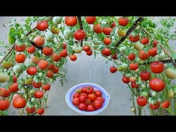 Revealing the secret tomato growing method that experts are keeping secret!