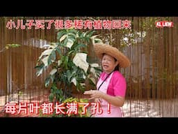 小儿子买了很多稀有植物回来, 熱門高價植物龟背竹品种,每片叶都长满了孔！还以为买了烂植物回来 .