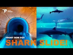 POV: Shark Tube Slide in Atlantis, Bahamas! (No People)