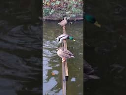 Just ducks,  chilling out in the park.