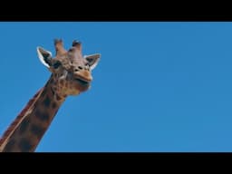 Very Cool Giraffe Edit