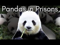 The Profitable Panda: The Dark Side to Pandas in Captivity