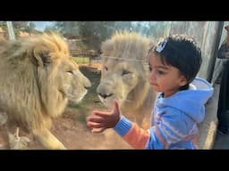 AYRA MEETS LION BROTHERsss…🤣🤣 in SAUDI ARABIA 🇸🇦