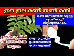 വേപ്പിലകൊണ്ട് ഇങ്ങനെയും ചില സൂത്രങ്ങൾ ഇതുവരെ അറിയാമായിരുന്നോ| Homemade Neem toothpaste|Neem benefits