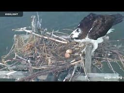 Chesapeake Conservancy Osprey | Highlights 2024