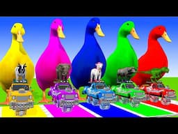 5 Gaint Duck Cartoon,Cow,Elephant,Tiger,Lion,Dinosaur,PaintWildAnimals Crossing Foundation Animation