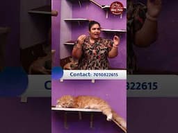 மற்ற செல்லப்பிராணிகளை விட பூனை ஏன் சிறந்தது?😺 #catcare #shorts #pets #catlover #catvideos #petcare