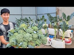 Tips to Grow Giant, Abundant Broccoli at Home – Even Without a Garden!