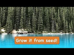 How to Grow a Colorado Blue Spruce tree from Seed