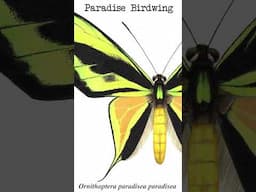 Ornithoptera paradisea paradisea - Extinct Papua New Guinean Butterfly Subspecies