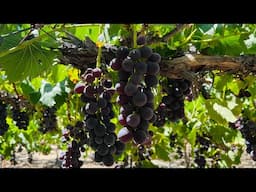 🍇🍇GRAPE PICKING in Southern California USA | Evergreen Produce Aguanga | Cali Que Em