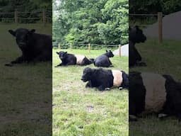 Little Dude Belted Galloway Homestead