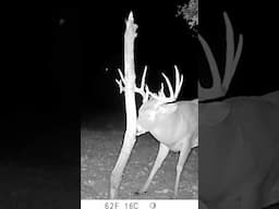 The Drop 12 Was Constantly Hitting Scrapes And Rubs #hunting #deerhunting #whitetaildeer #bowhunting