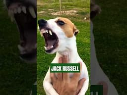 Meet the Jack russell !! #dog  #shorts