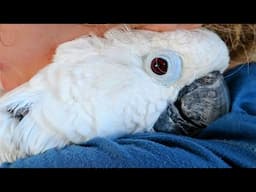 Victoria Cockatoo Memorial Update